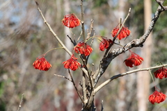 Erythrina ulei