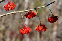 Erythrina ulei
