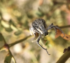 Ophryastes argentatus