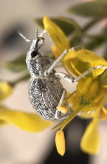 Ophryastes argentatus