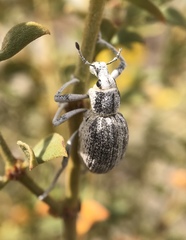 Ophryastes argentatus