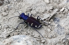 Cicindela splendida