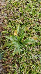 Plantago triandra