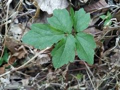 Cardamine quinquefolia