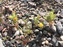 Mohavea breviflora