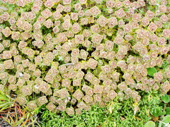 Thymus camphoratus