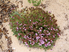 Thymus camphoratus