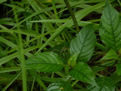 Anolis gemmosus