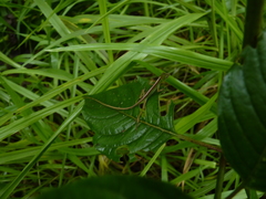 Anolis gemmosus
