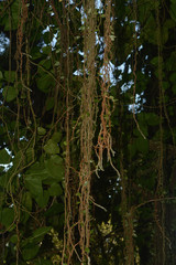 Microgramma vacciniifolia