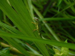 Anolis gemmosus