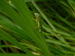 Anolis gemmosus
