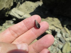 Brachidontes adamsianus