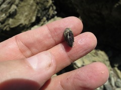 Brachidontes adamsianus