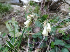 Symphytum grandiflorum