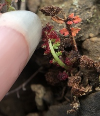 Synchytrium papillatum