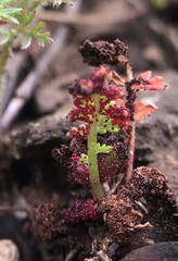 Synchytrium papillatum