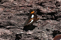 Adelpha iphiclus iphiclus