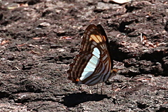 Adelpha iphiclus iphiclus