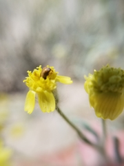 Cyclocephala melanocephala