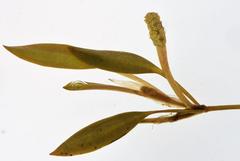 Potamogeton octandrus