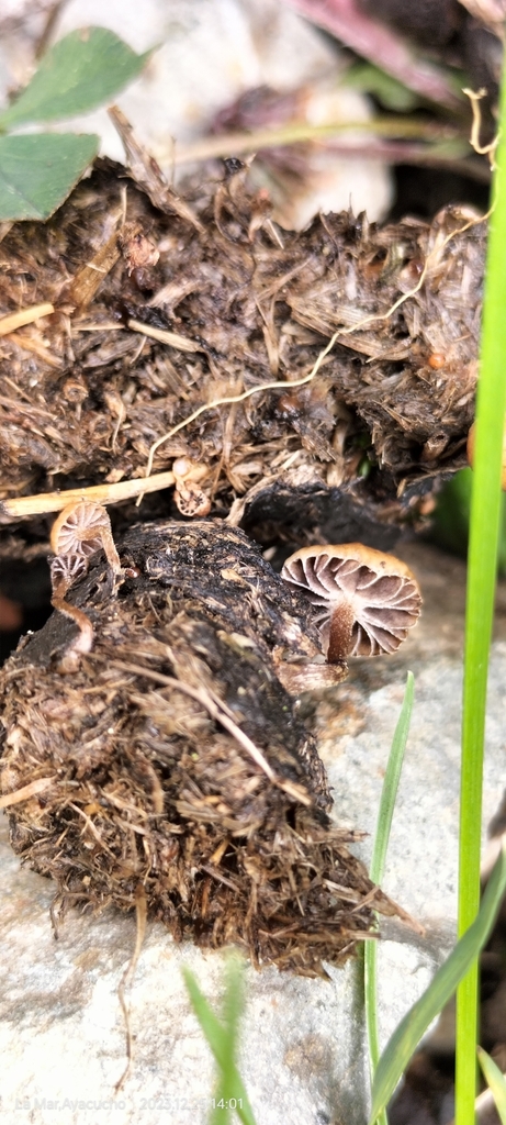 Deconica coprophila · December 2023 · photo: © floroortizcontreras (iNaturalist, cc-by)