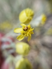 Cyclocephala melanocephala