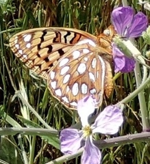 Speyeria callippe callippe