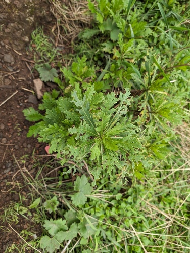 Argyranthemum dissectum (Argyranthemum dissectum)