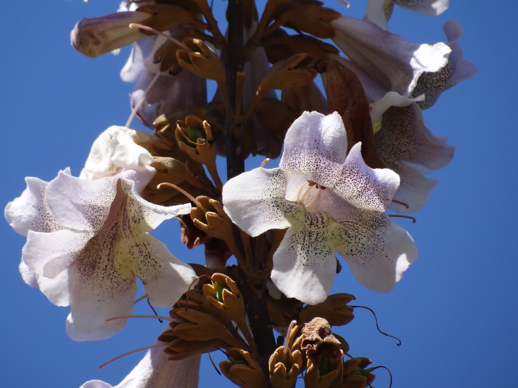 Paulownia × taiwaniana