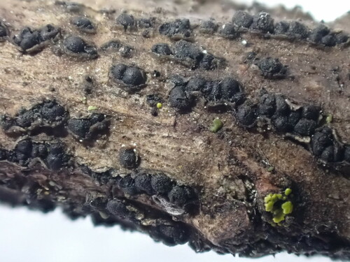 Camarosporidiella elongata observed 2023-12-25