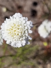 Chaenactis fremontii