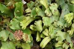 Marchantia pappeana