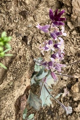 Streptanthus hispidus