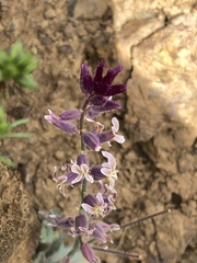 Streptanthus hispidus