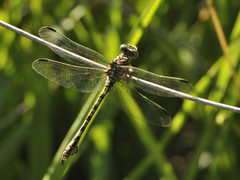 Paragomphus cognatus