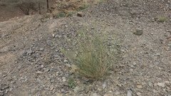 Ochradenus aucheri