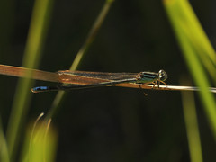 Pseudagrion spernatum