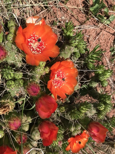 Austrocylindropuntia verschaffeltii
