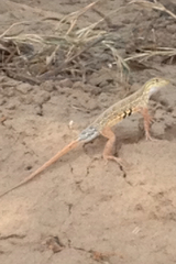 Holbrookia propinqua