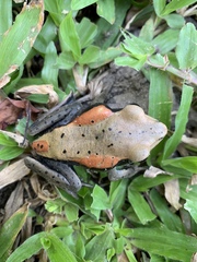 Clinotarsus curtipes