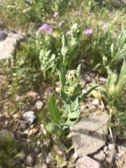 Malacothrix coulteri