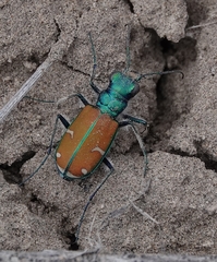 Cicindela splendida