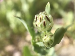 Malacothrix coulteri