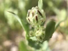 Malacothrix coulteri