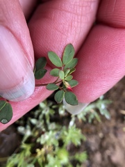 Acmispon parviflorus