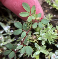 Acmispon parviflorus