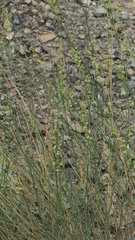 Ochradenus aucheri