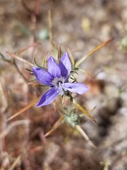 Eriastrum eremicum eremicum