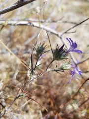 Eriastrum eremicum eremicum